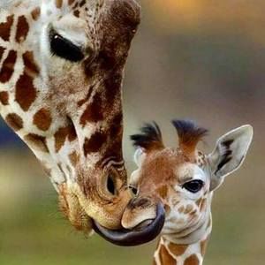 Meet your Posher, Lorina